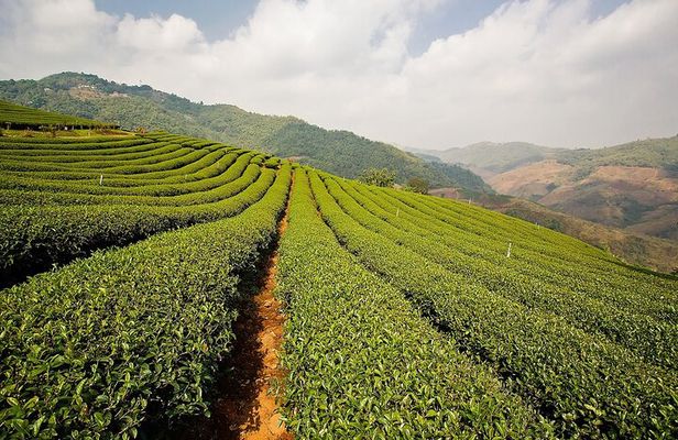 Discover Hill Tribes and Border Markets in Chiang Rai, Full Day