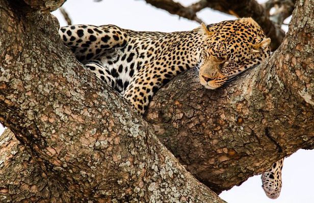 6-Day Private midrange Tour in Arusha with Airport Pickup