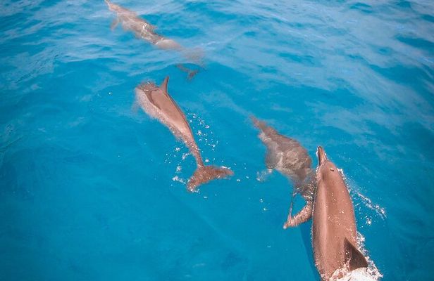 Snorkeling picnic in 5 hours with lunch in Tahiti