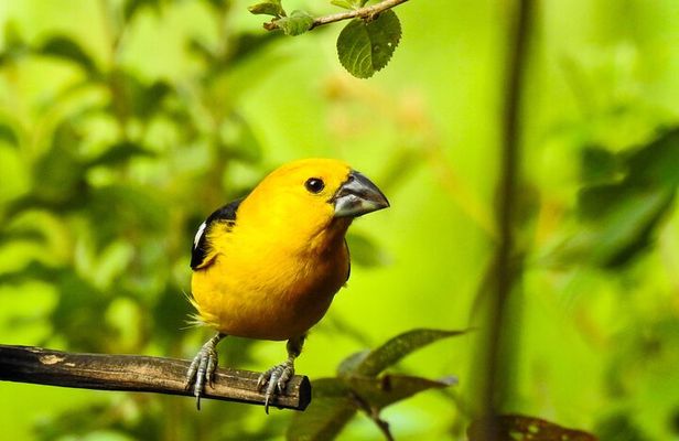 Birdwatching Tour in Giron and Yunguilla Jocotoco Reserve from Cuenca