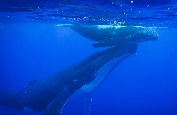 5h Respectful whale excursion complete