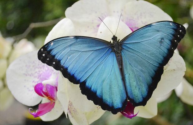 Mindo Cloud Forest Full Day Tour from Quito