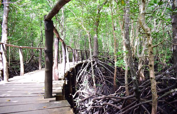 Private Tour in Jozani Forest with pick up