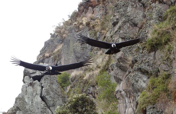Antisana and Condors Watching Day Trip