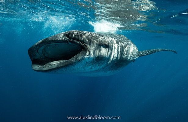 Whale Shark Snorkeling Adventure with Lunch
