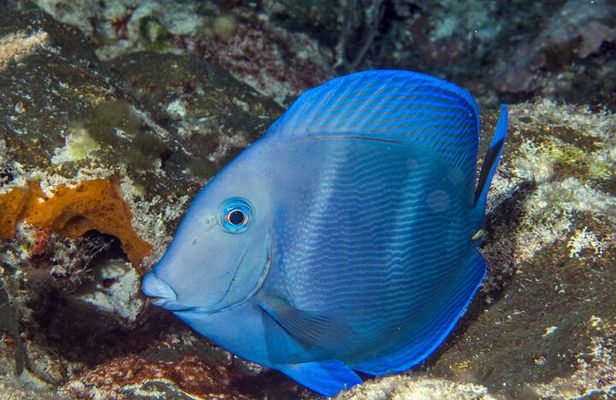 PADI Discover Scuba Diving Tour in Cozumel