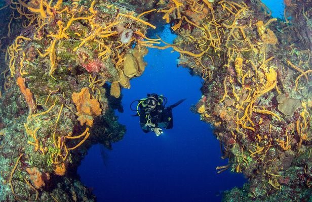 Cozumel Dive Package - Certified Divers from the Riviera Maya (4 dives)