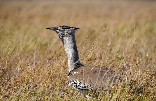 5-Day Private midrange Tour in Arusha with Airport Pickup