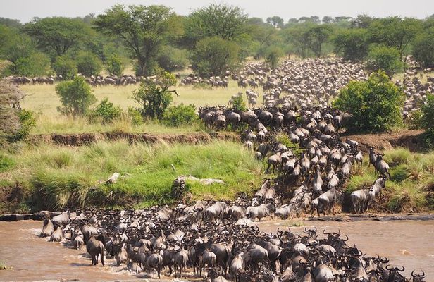 2-Day Private Tour in Masai Mara with Pick Up