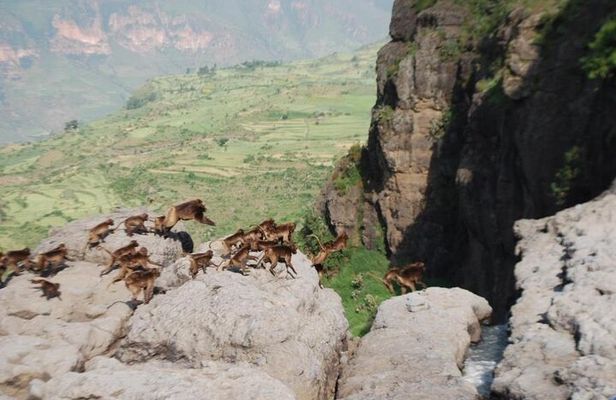 Nature & Historical day trip to Debrelibanos and the beautiful Jemma valley