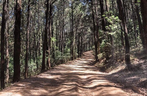 Day Trip to Menagesha Suba Forest from Addis Ababa