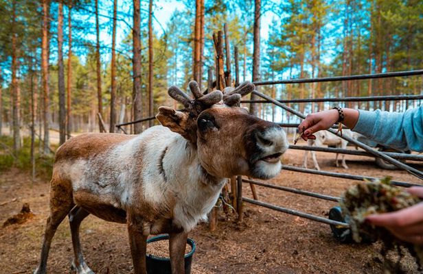 Highlights of Rovaniemi Day Tour - Summer