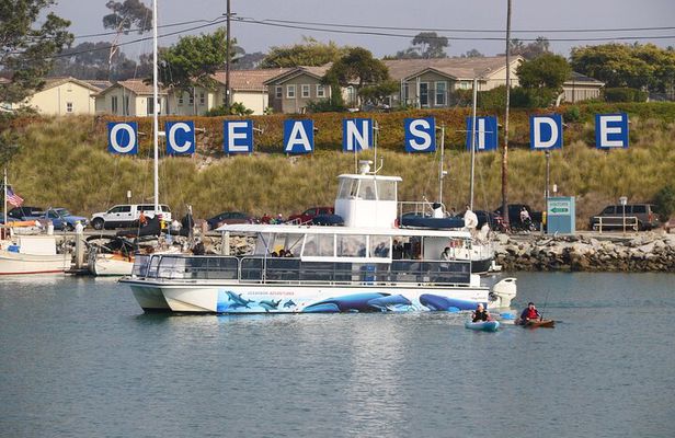 Shared Two-Hour Whale Watching Tour from Oceanside