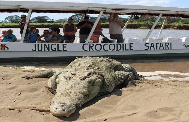 Puntarenas Private Shore Excursion: Crocodiles & Zipline