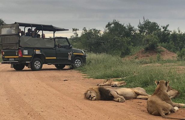 Full Day Kruger National Park Game Drive