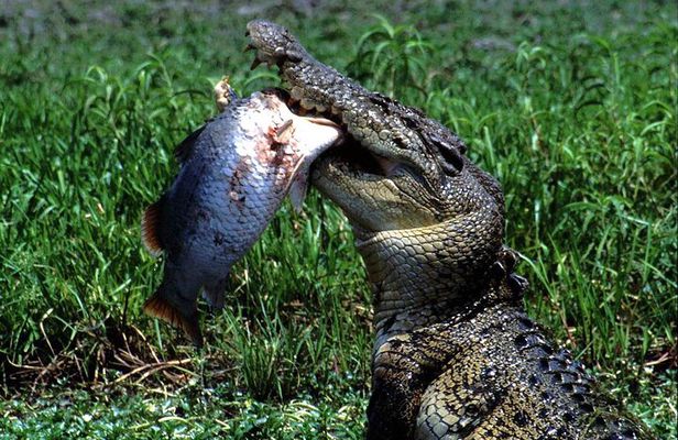 Corroboree Billabong 2.5 hour Lunch Cruise