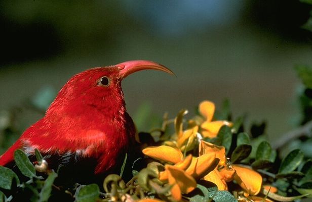 Bird Watching Adventure