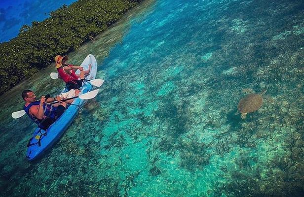 Mangrove & iguana Tour