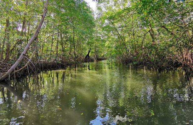 Local Sightseeing & Mangrove Tour