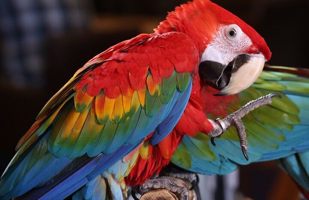 Super Combo Tour: Waterfalls Gardens + Coffee Tour + Poás Volcano