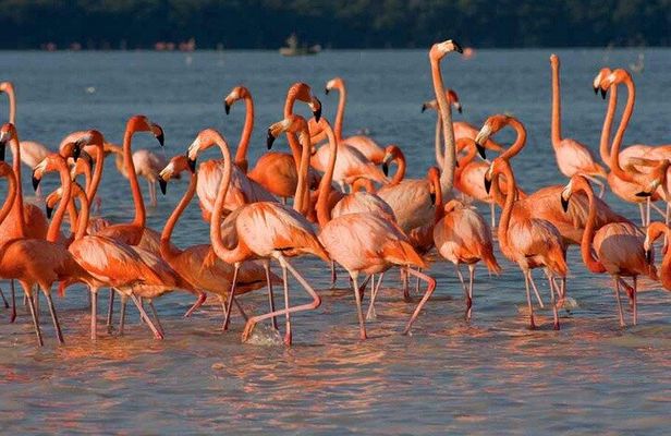 Tour to Celestun and see the flamingos