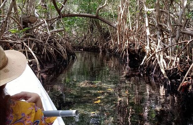 kayak through mangroves to secret beach