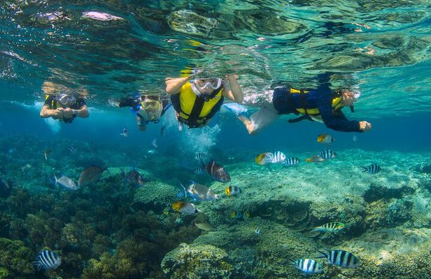 Snorkeling and Dolphin Watching with Lunch Package