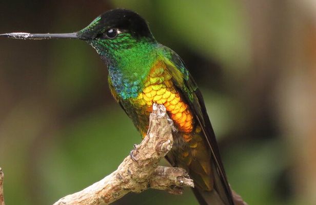 Birding & Nature to Chicaque Cloud Forest Nature Reserve