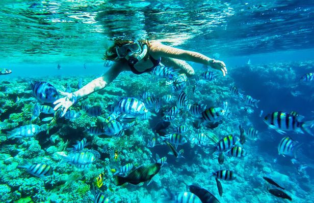Full-Day Reef Snorkeling in Cozumel from Cancun with Lunch