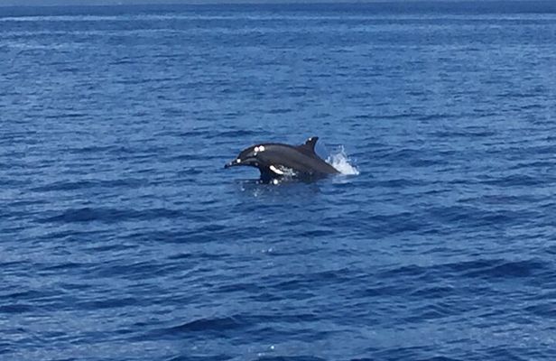 Respectful whale excursion to Tahiti EN 5h