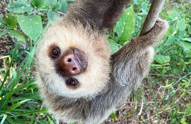  Sloth Sanctuary WildLife Hike