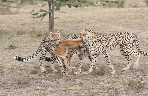 3 Days Masai Mara Kenya Big Five Private Safari