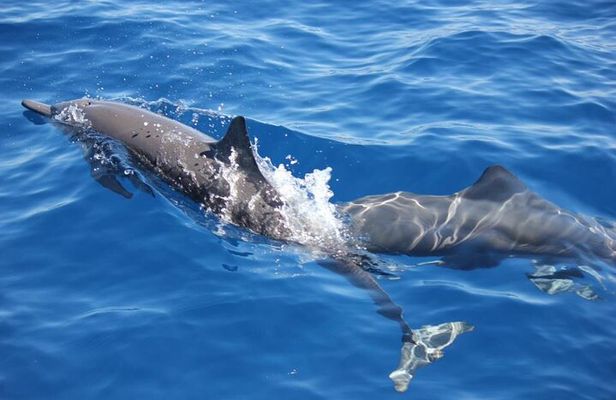 Dolphin Watching in Puerto Escondido