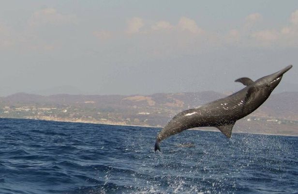 Dolphin & Whale Watching in Puerto Escondido