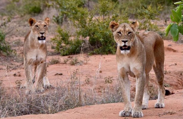 Half day wildlife tour to Nairobi National Park Game Drive with Pickup/Drop off