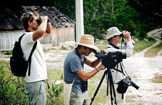 Private Birdwatching Tour in Sian Ka'an Muyil