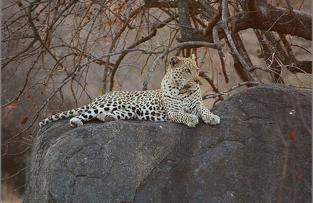 Day Trip Safari Cape Town to Pilanesberg Real Big 5 Game Reserve