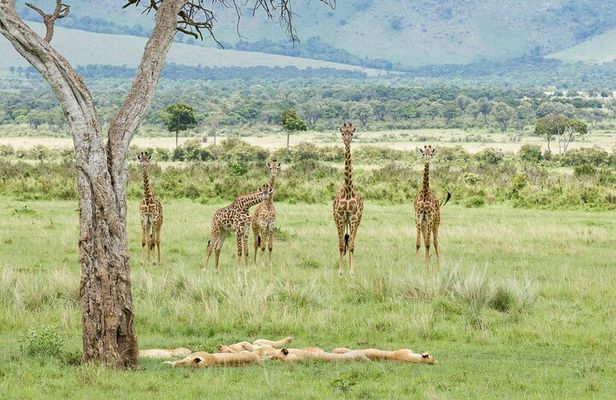 3-Day Masai Mara Budget Camping Safari