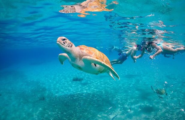 View the Turtles, Rose Island, Gilligan's Island and Fishing Tour