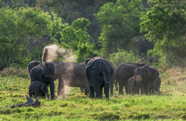 Minneriya National Park Entrance Ticket and jeep safari