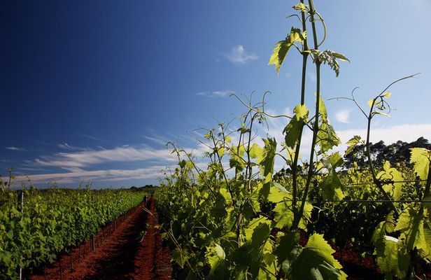 Wine Tasting Experience at the organic winery in Šišan