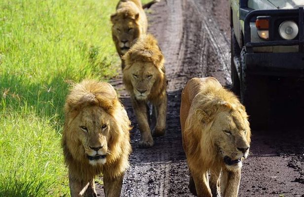 8-Day Private Guided Tanzania Safari with Pick Up