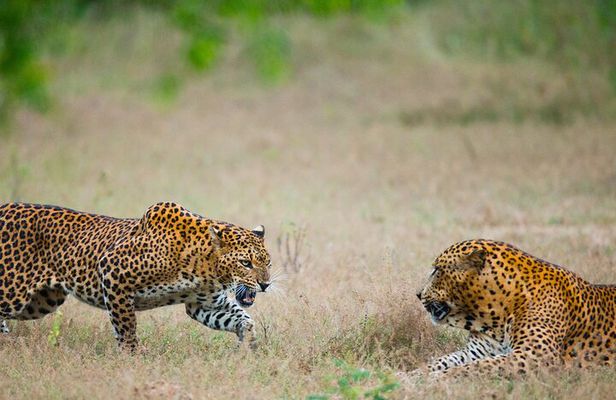 2 Days Tour To Bentota Galle & Yala From Colombo