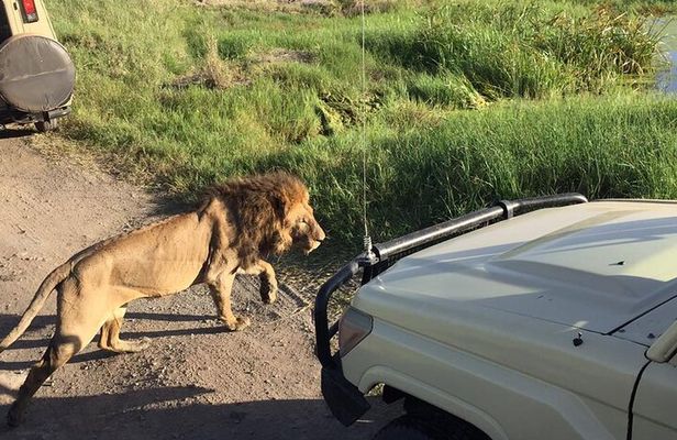 4-Day Safari to Tarangire, Serengeti and Ngorongoro from Arusha - Join a group