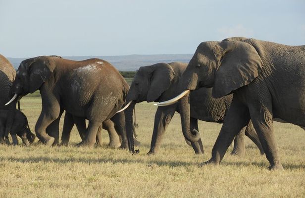 Day tour Amboseli Park from Nairobi