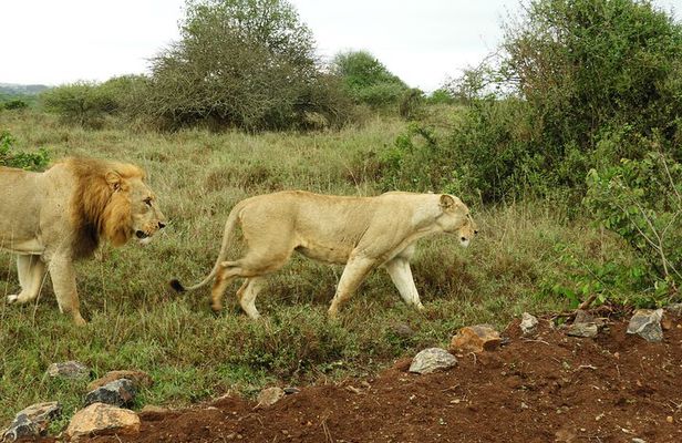 Safari Nairobi National Park