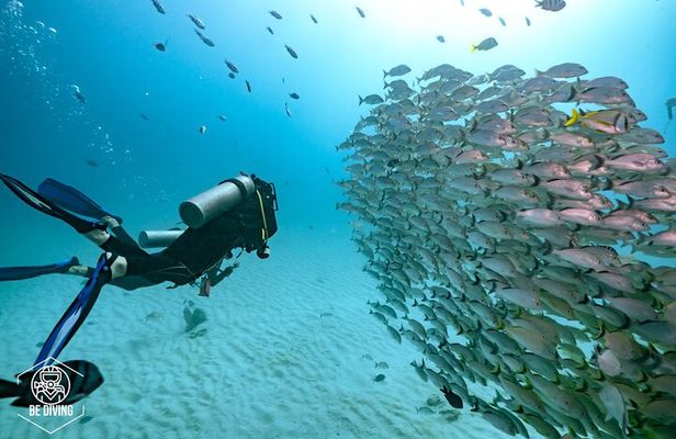 Local Dive in Playa del Carmen