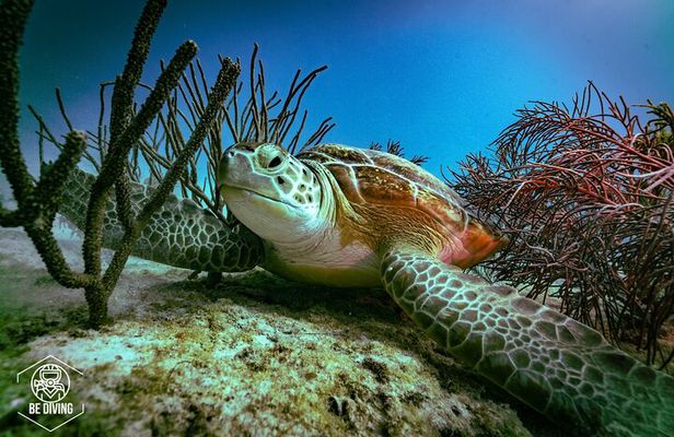 Scuba Diving in Cozumel Island