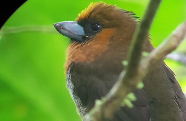 Birdwatching Tour in Monteverde