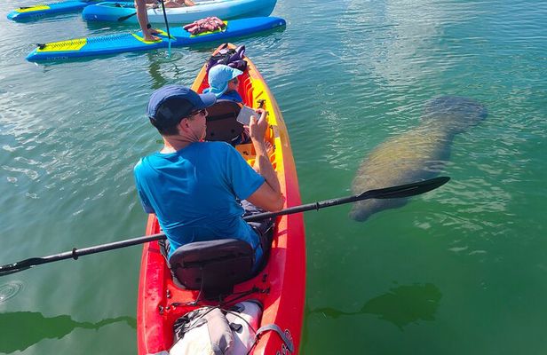 Mangroves, Manatees, and a Hidden Beach: Kayak Tour